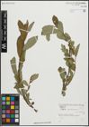 Foto von Salix pseudomedemii E. L. Wolf